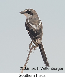 Southern Fiscal - © James F Wittenberger and Exotic Birding LLC