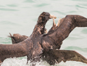 Southern Giant Petrel - Courtesy Argentina Wildlife Expeditions