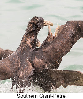 Southern Giant-Petrel  - Courtesy Argentina Wildlife Expeditions