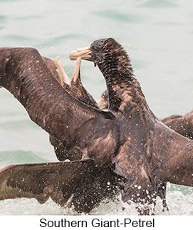 Southern Giant-Petrel  - Courtesy Argentina Wildlife Expeditions