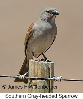 Southern Gray-headed Sparrow - © James F Wittenberger and Exotic Birding LLC Southern Gray-headed Sparrow - © James F Wittenberger and Exotic Birding LLC