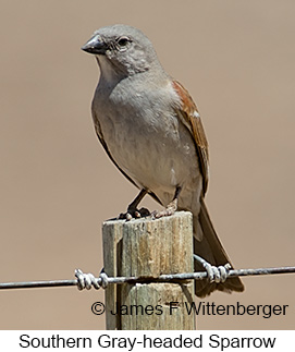 Southern Gray-headed Sparrow - © James F Wittenberger and Exotic Birding LLC