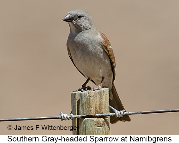 Southern Gray-headed Sparrow - © James F Wittenberger and Exotic Birding LLC