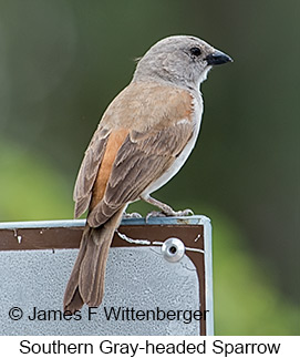 Southern Gray-headed Sparrow - © James F Wittenberger and Exotic Birding LLC