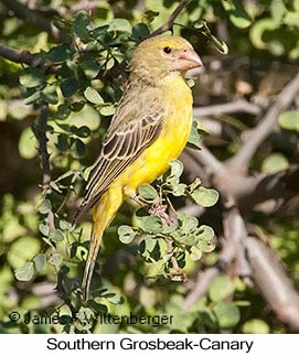 Southern Grosbeak-Canary - © James F Wittenberger and Exotic Birding LLC