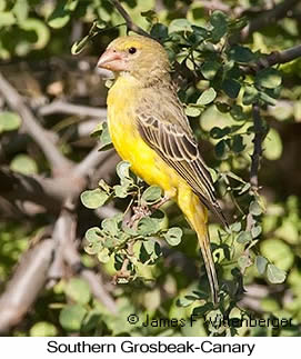 Southern Grosbeak-Canary - © James F Wittenberger and Exotic Birding LLC