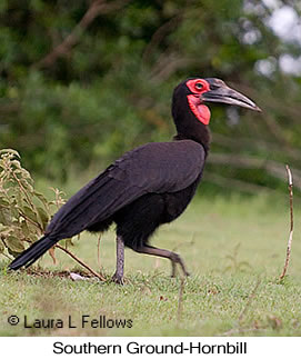 Southern Ground-Hornbill - © Laura L Fellows and Exotic Birding LLC