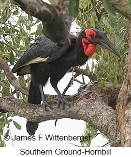 Southern Ground-Hornbill - © James F Wittenberger and Exotic Birding LLC Southern Ground-Hornbill - © James F Wittenberger and Exotic Birding LLC