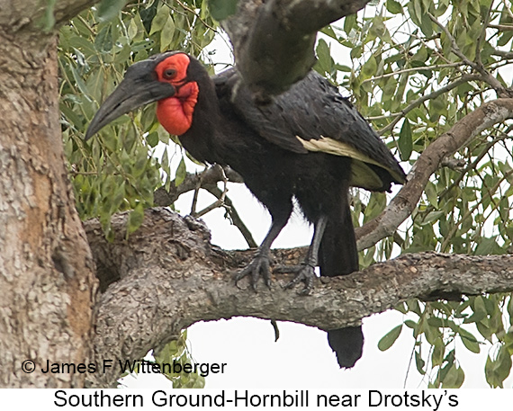 Southern Ground-Hornbill - © James F Wittenberger and Exotic Birding LLC Southern Ground-Hornbill - © James F Wittenberger and Exotic Birding LLC