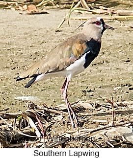 Southern Lapwing - © James F Wittenberger and Exotic Birding LLC