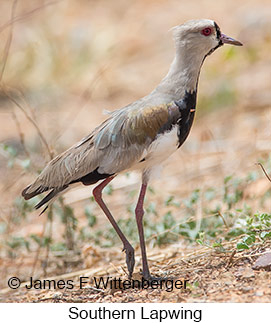 Southern Lapwing - © James F Wittenberger and Exotic Birding LLC