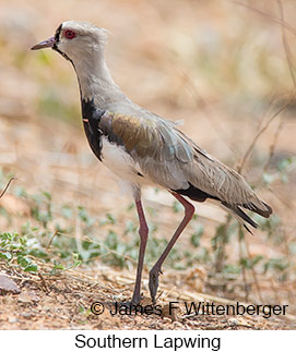 Southern Lapwing - © James F Wittenberger and Exotic Birding LLC