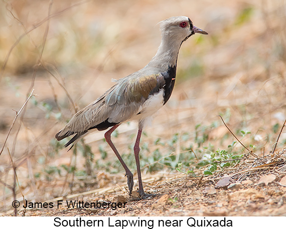 Southern Lapwing - © James F Wittenberger and Exotic Birding LLC