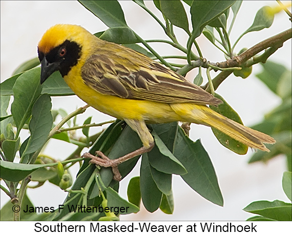 Southern Masked-Weaver - © James F Wittenberger and Exotic Birding LLC