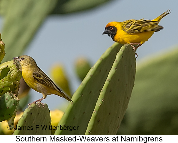 Southern Masked-Weaver - © James F Wittenberger and Exotic Birding LLC