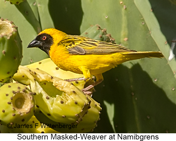 Southern Masked-Weaver - © James F Wittenberger and Exotic Birding LLC