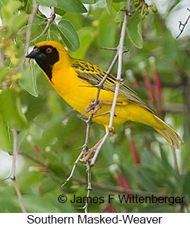 Southern Masked-Weaver - © James F Wittenberger and Exotic Birding LLC
