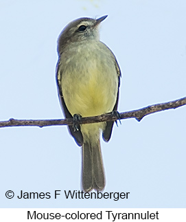 Southern Mouse-colored Tyrannulet - © James F Wittenberger and Exotic Birding LLC Southern Mouse-colored Tyrannulet - © James F Wittenberger and Exotic Birding LLC