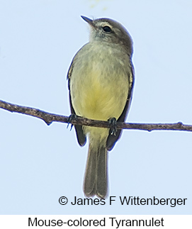 Southern Mouse-colored Tyrannulet - © James F Wittenberger and Exotic Birding LLC