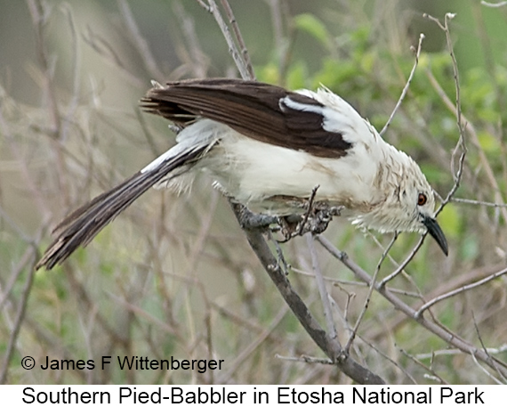 Southern Pied-Babbler - © James F Wittenberger and Exotic Birding LLC