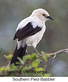 Southern Pied-Babbler - © James F Wittenberger and Exotic Birding LLC