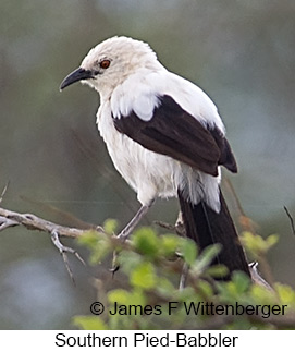 Southern Pied-Babbler - © James F Wittenberger and Exotic Birding LLC Southern Pied-Babbler - © James F Wittenberger and Exotic Birding LLC