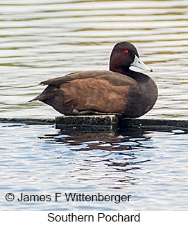Southern Pochard - © James F Wittenberger and Exotic Birding LLC