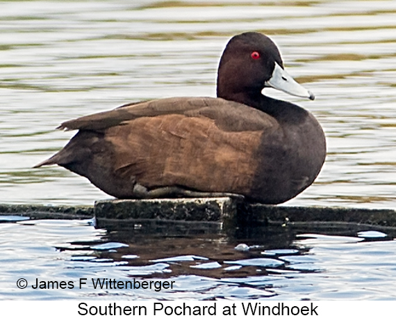 Southern Pochard - © James F Wittenberger and Exotic Birding LLC