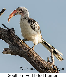 Southern Red-billed Hornbill - © James F Wittenberger and Exotic Birding LLC