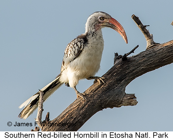 Southern Red-billed Hornbill - © James F Wittenberger and Exotic Birding LLC