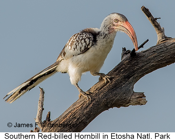 Southern Red-billed Hornbill - © James F Wittenberger and Exotic Birding LLC