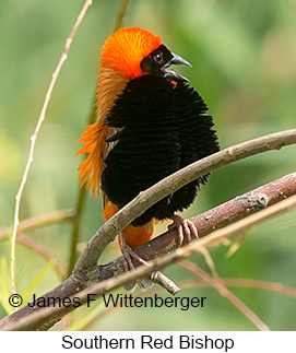 Southern Red Bishop - © James F Wittenberger and Exotic Birding LLC Southern Red Bishop - © James F Wittenberger and Exotic Birding LLC