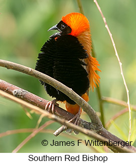 Southern Red Bishop - © James F Wittenberger and Exotic Birding LLC