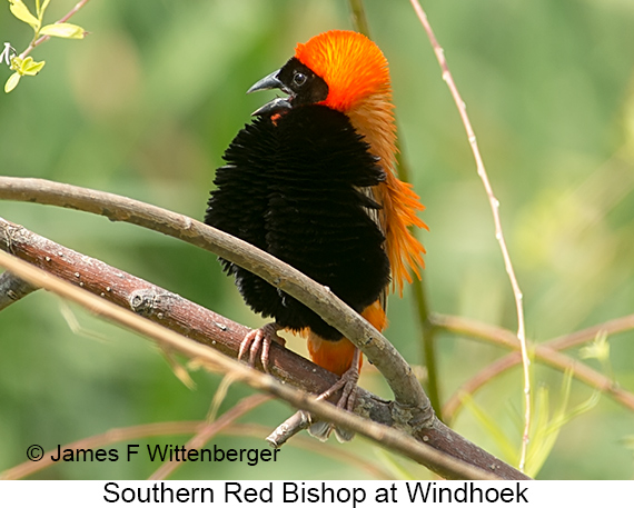 Southern Red Bishop - © James F Wittenberger and Exotic Birding LLC