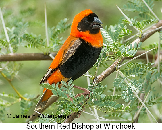 Southern Red Bishop - © James F Wittenberger and Exotic Birding LLC