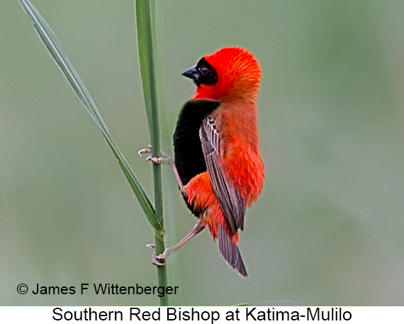 Southern Red Bishop - © James F Wittenberger and Exotic Birding LLC