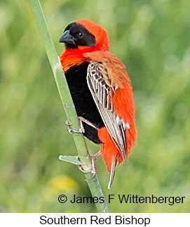 Southern Red Bishop - © James F Wittenberger and Exotic Birding LLC Southern Red Bishop - © James F Wittenberger and Exotic Birding LLC