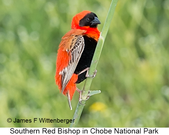 Southern Red Bishop - © James F Wittenberger and Exotic Birding LLC Southern Red Bishop - © James F Wittenberger and Exotic Birding LLC