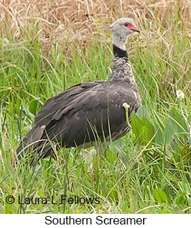 Southern Screamer - &copy; Laura L Fellows and Exotic Birding Tours