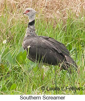 Southern Screamer - © Laura L Fellows and Exotic Birding LLC