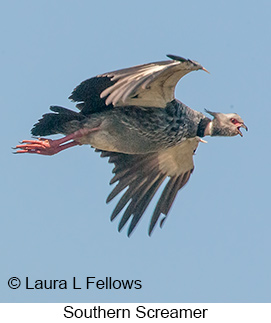 Southern Screamer - © Laura L Fellows and Exotic Birding LLC