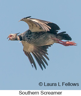 Southern Screamer - &copy; Laura L Fellows and Exotic Birding LLC