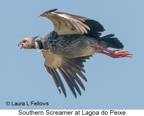 Southern Screamer - © Laura L Fellows and Exotic Birding LLC