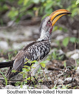 Southern Yellow-billed Hornbill - © James F Wittenberger and Exotic Birding LLC