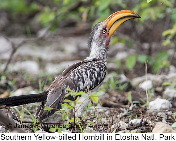 Southern Yellow-billed Hornbill - © James F Wittenberger and Exotic Birding LLC