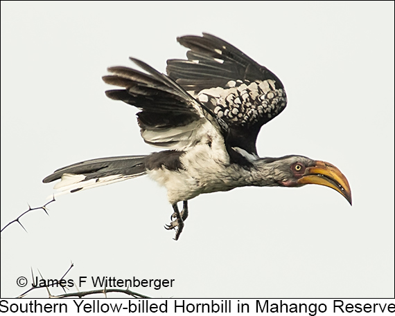 Southern Yellow-billed Hornbill - © James F Wittenberger and Exotic Birding LLC
