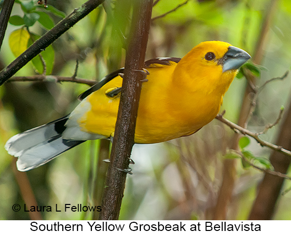 Golden Grosbeak - © James F Wittenberger and Exotic Birding LLC