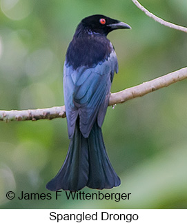 Spangled Drongo - &copy; James F Wittenberger and Exotic Birding LLC
