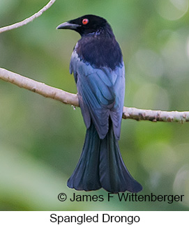 Spangled Drongo - © James F Wittenberger and Exotic Birding LLC
