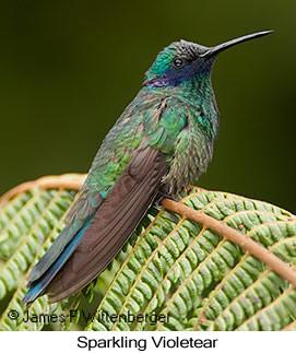 Sparkling Violetear - © James F Wittenberger and Exotic Birding LLC